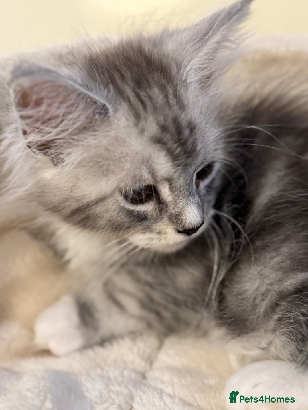 Maine Coon cats for sale: Perfect Maine Coon kittens from Shaded parents  - Image 10