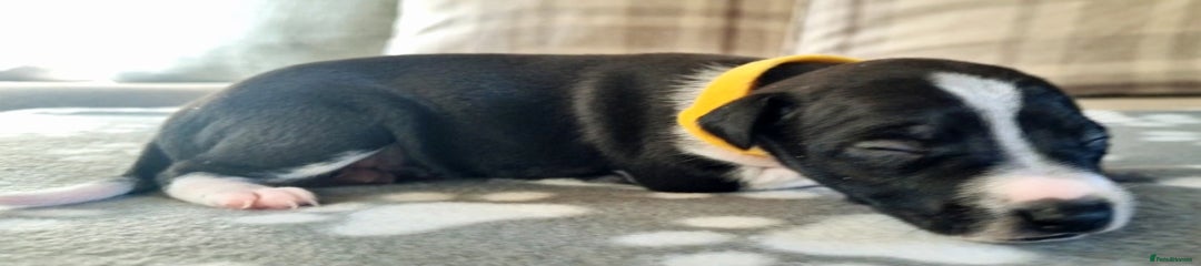 Italian Greyhound Puppy 1 (Daisy)