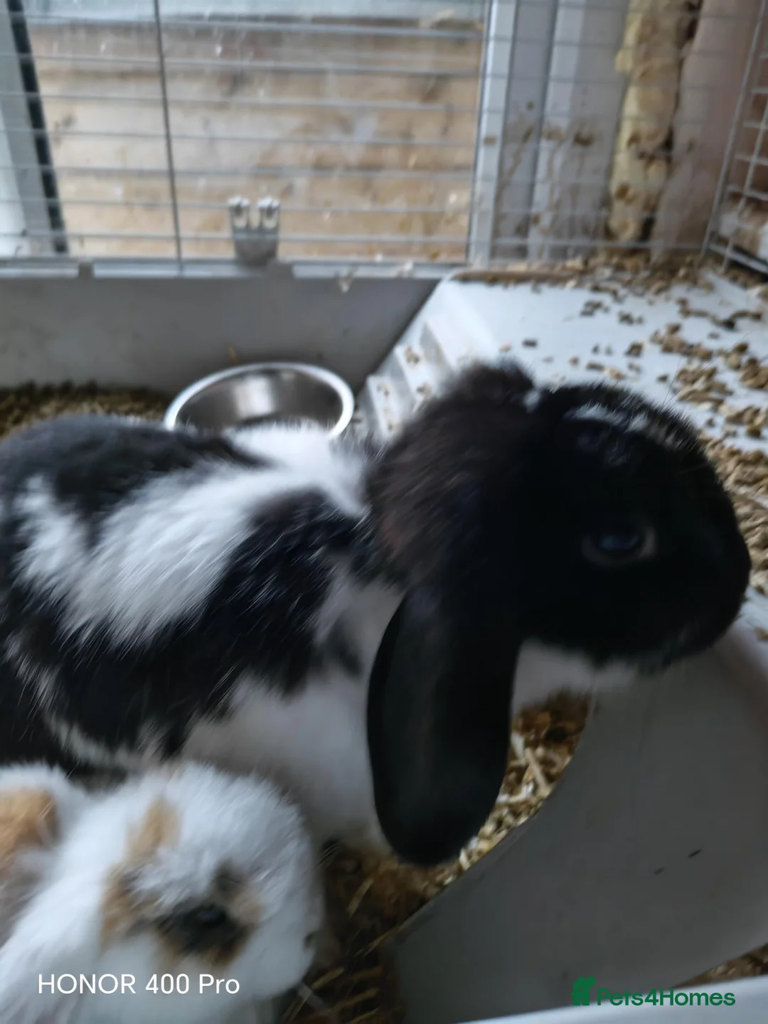 Mini Lop rabbits for sale: Pure Bred Mini Lop - Advert 1