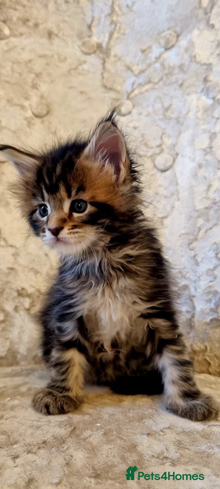 Maine Coon cats 6 Beautiful Kittens looking for their forever home - Advert 2