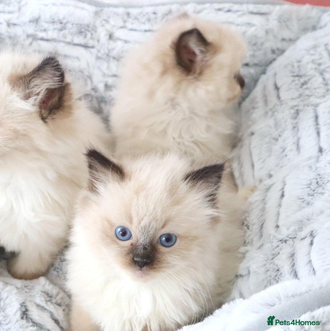 Ragdoll cats for sale: INDOOR FULL PEDIGREE RAGDOLL KITTENS - Image 10