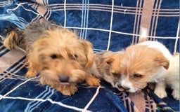 Jack Russell dogs for sale: Lovely Rough Coated Small Jack Russells  - Advert 11