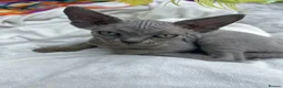 Devon Rex cats for sale: Fife reg Devon Rex kittens  - Advert 33