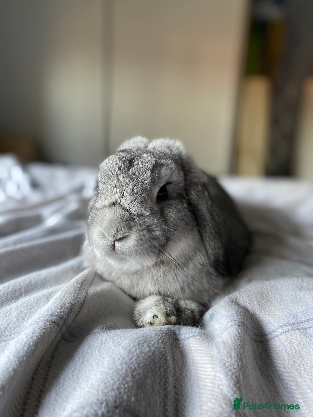 Mini Lop rabbits for sale: Lop Bunny - Image 3