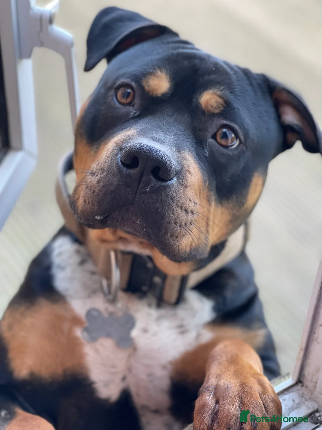 Mixed Breed dogs for sale: Beautuful bully - Advert 6