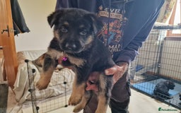 German Shepherd dogs for sale: German Shepherd puppies - Image 8