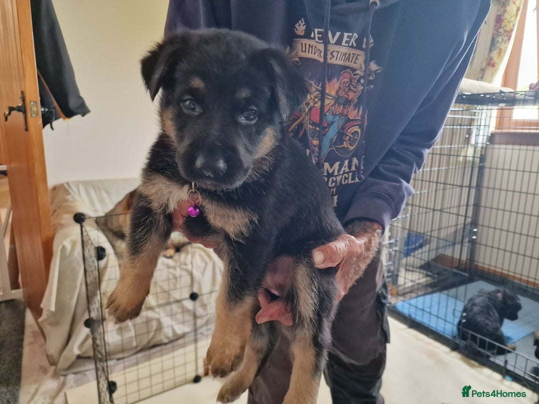 German Shepherd dogs for sale: German Shepherd puppies - Image 8