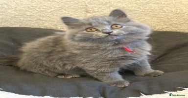 British Longhair cats - Advert 14