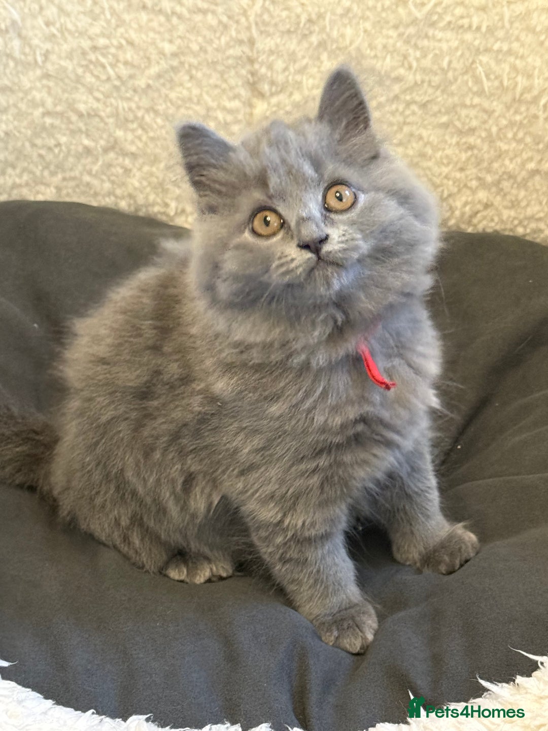 British Longhair cats for sale: Beautiful GCCF registered British long haired  - Image 2