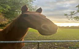 English Thoroughbred horses for sale: Sir John with tack  - Image 6