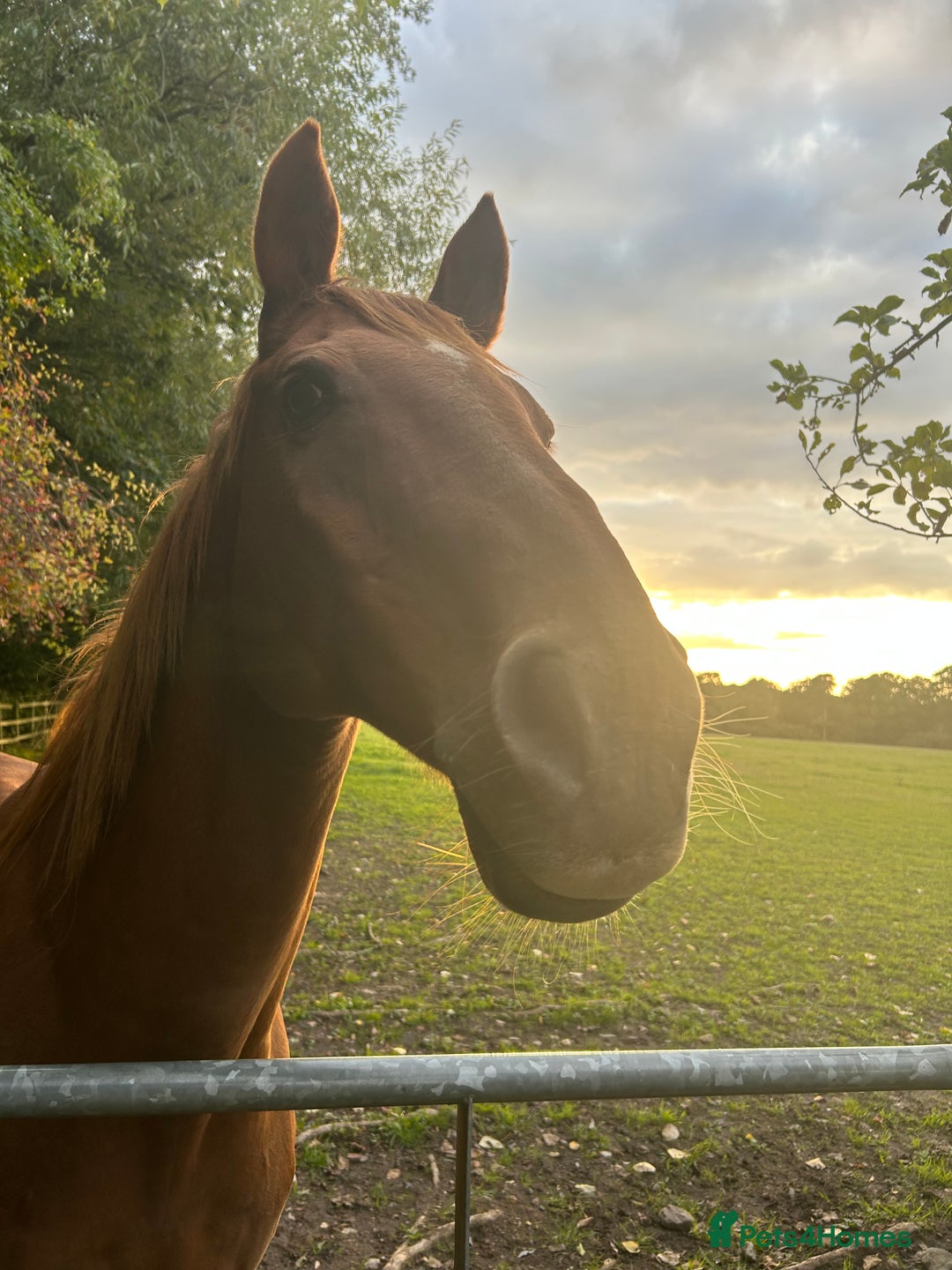 English Thoroughbred horses for sale: Sir John with tack  - Image 6