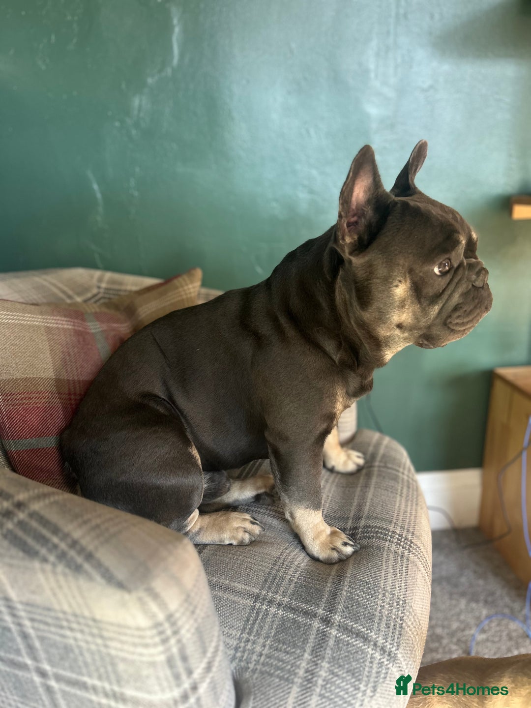 French Bulldog dogs for stud: French bulldog for stud  - Image 4
