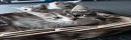 Domestic Shorthair cats for sale: Adorably 8 Week Old Fluffy Domestic Shorthairs - Advert 5