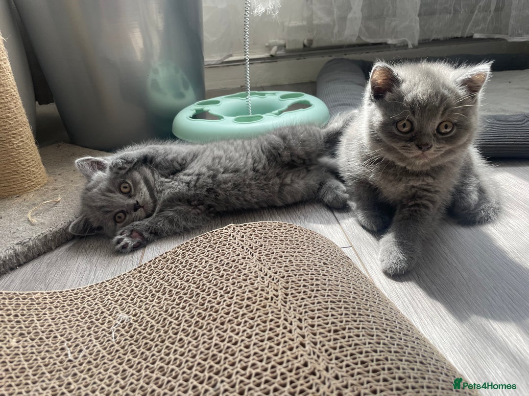 British Shorthair cats for sale: Wonderful, fluffy British Shorthair kittens - Image 12