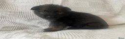 German Shepherd dogs for sale: GERMAN SHEPHERD PUPS WORKING LINE in Wigan - Advert 18