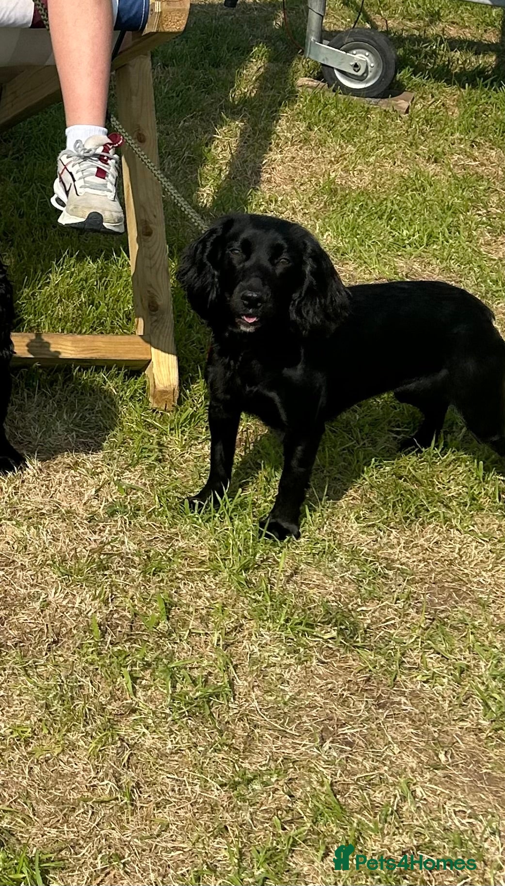 Cocker Spaniel dogs Beautiful pet trained Black cocker spaniel bitch  - Advert 11