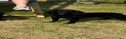 Cocker Spaniel dogs for sale: Beautiful pet trained Black cocker spaniel bitch  - Advert 1