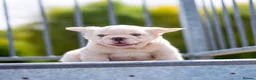 French Bulldog dogs for sale: Fluffy French Bull dogs HIGH QUALITY FRENCHIE in Ashford - Advert 9
