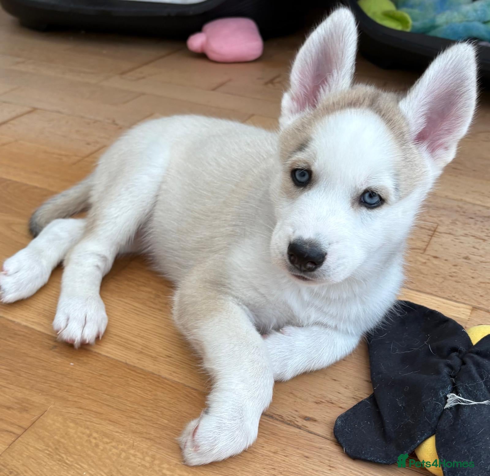 Siberian Husky dogs READY TO BE VIEWED! Gorgeous husky puppies! - Advert 1