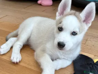 Siberian Husky dogs READY TO BE VIEWED! Gorgeous husky puppies! - Advert 1