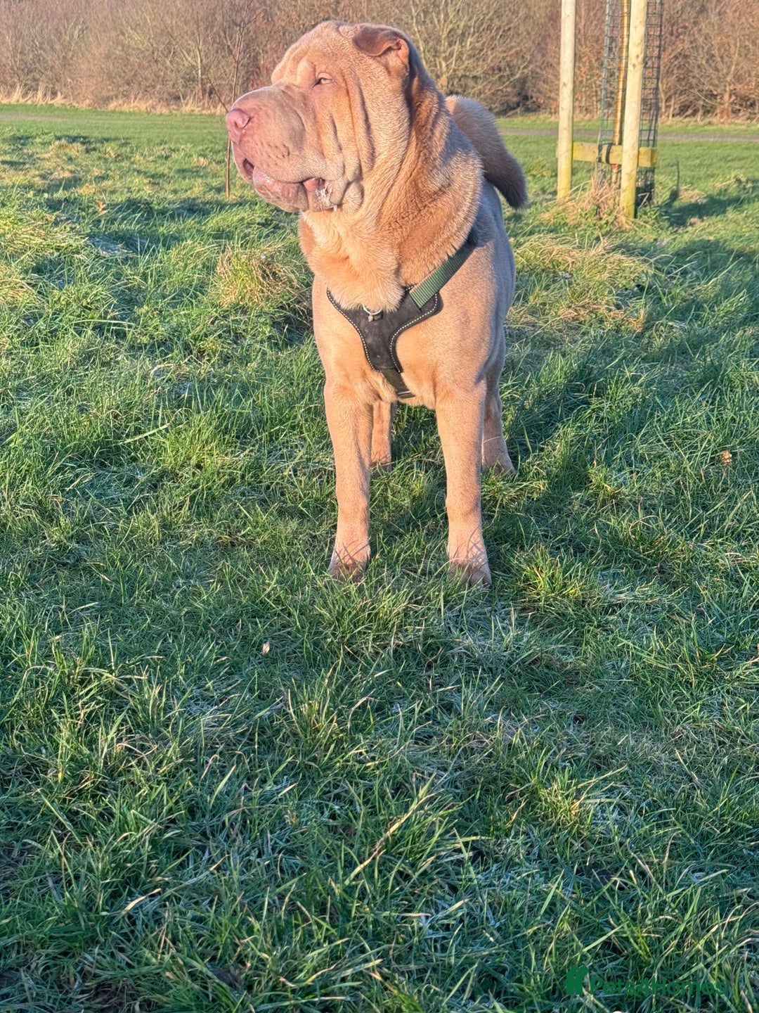 Shar Pei dogs for stud: Mr Bear 🐻 🦍 - Image 6