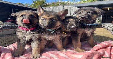 German Shepherd dogs - Advert 3