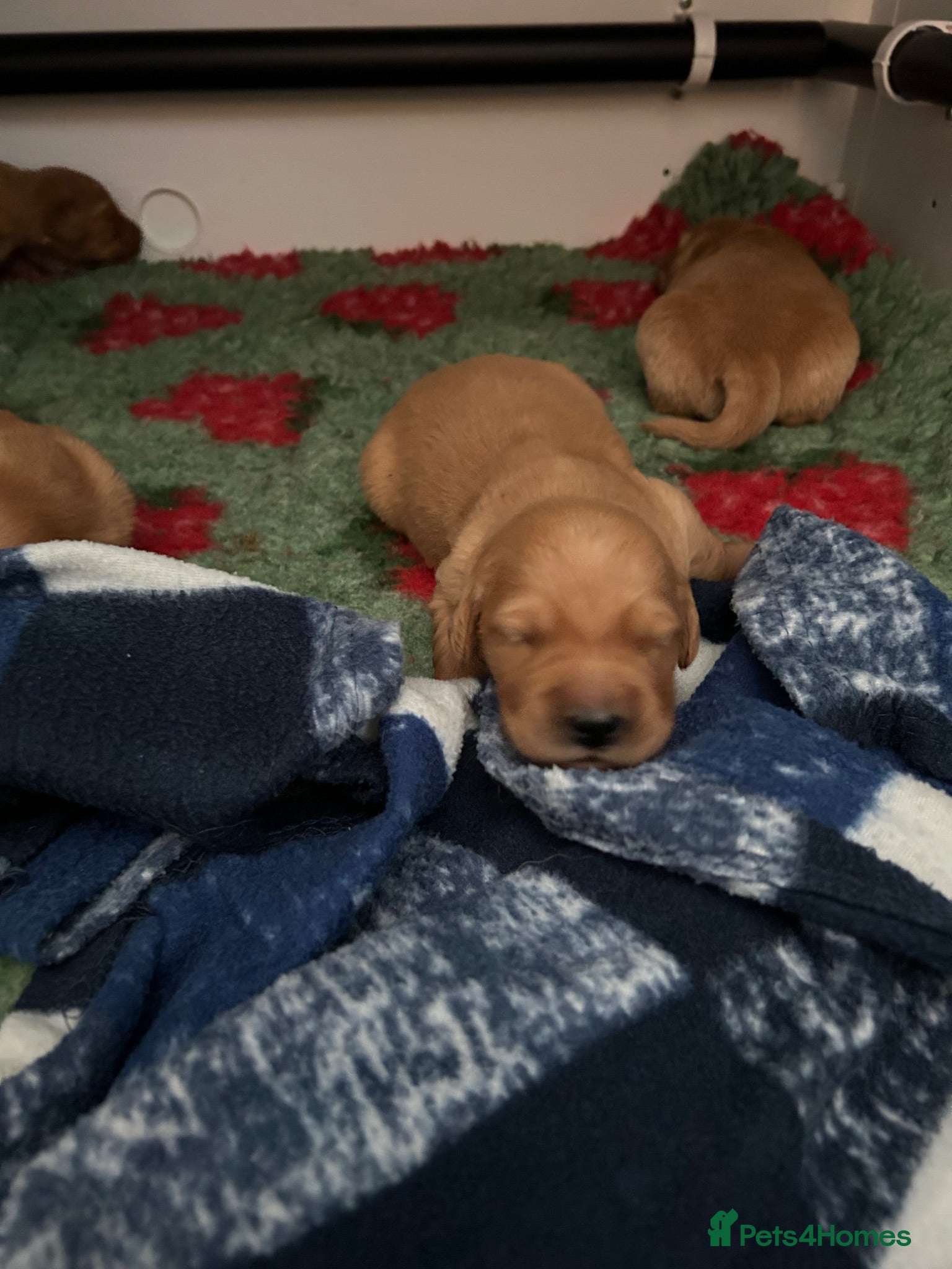 Golden Retriever dogs Beautiful litter of dark red golden retriever pups - Advert 2