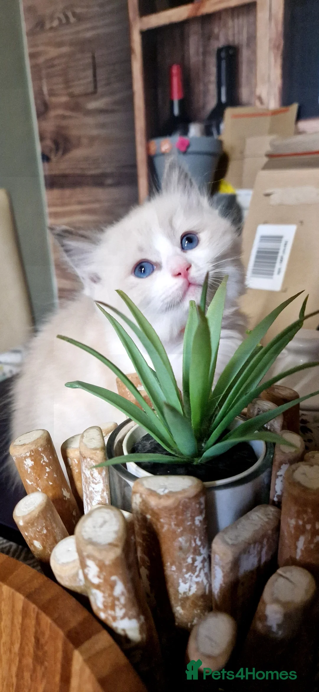 Ragdoll cats for stud: *STUD* GCCF & TICA REGISTERED ACTIVE BLUEPOINT BOY in Oldham - Advert 19