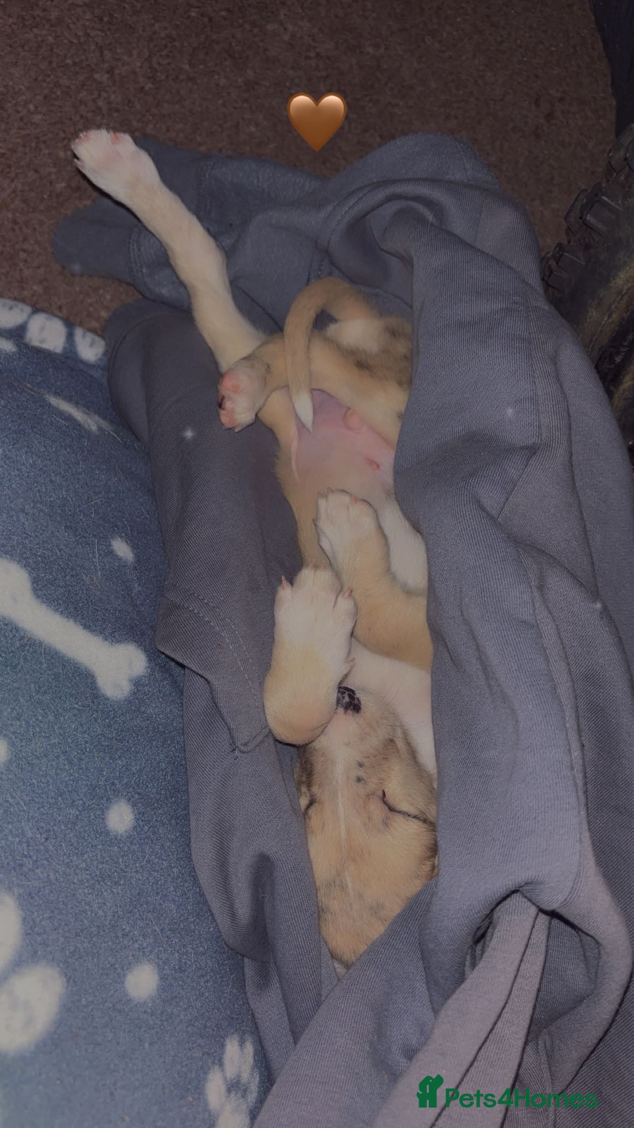 Mixed Breed dogs Marley - Advert 1