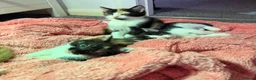 British Shorthair cats for sale: Mixed litter kittens - Advert 2