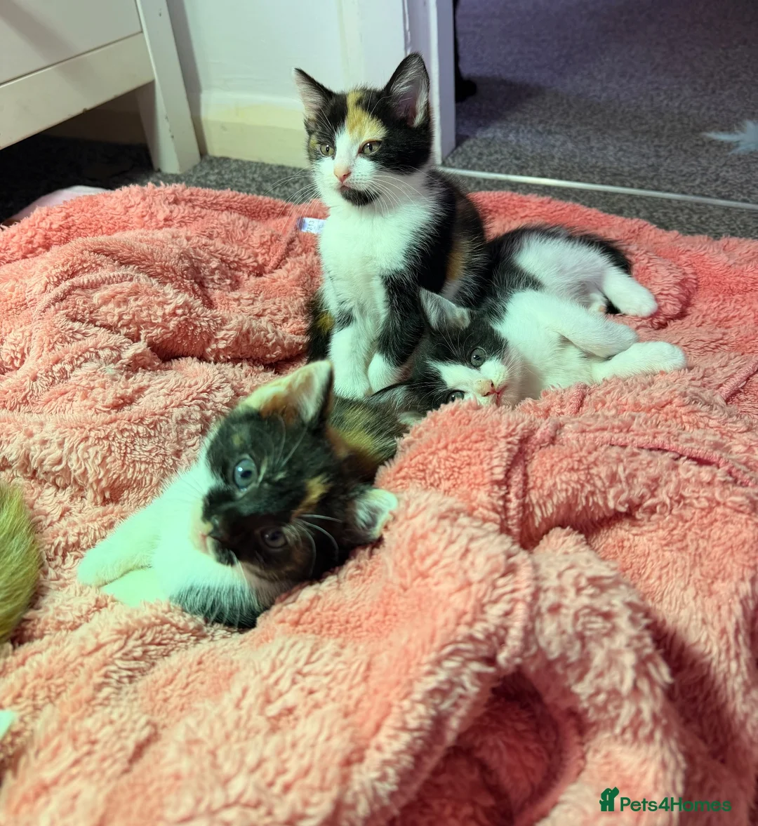 British Shorthair cats for sale: Mixed litter kittens - Advert 2