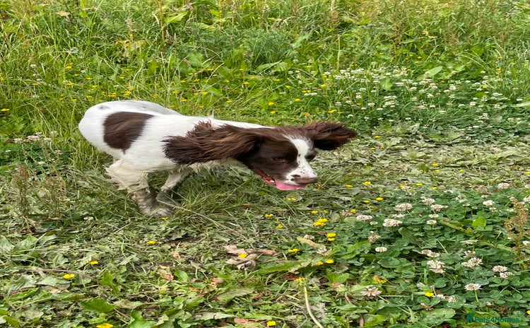 English Springer Spaniel dogs - Advert 1
