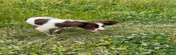 English Springer Spaniel dogs for stud: English Springer Spaniel Stud – “PADDY’S GILL LAD - Advert 1
