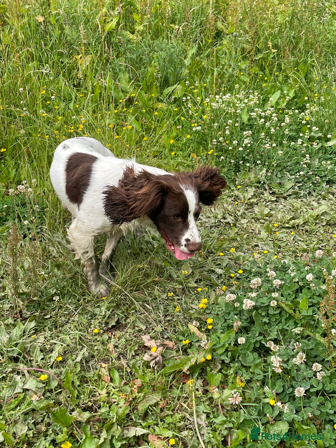 English Springer Spaniel dogs for stud: English Springer Spaniel Stud – “PADDY’S GILL LAD - Advert 1