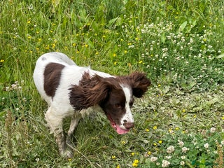 English Springer Spaniel dogs - Advert 3