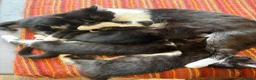 Mixed Breed cats for sale: Adorable kittens  - Advert 3