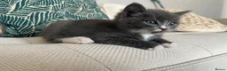 Mixed Breed cats for sale: British longhair tabby mixed kitten - Advert 8