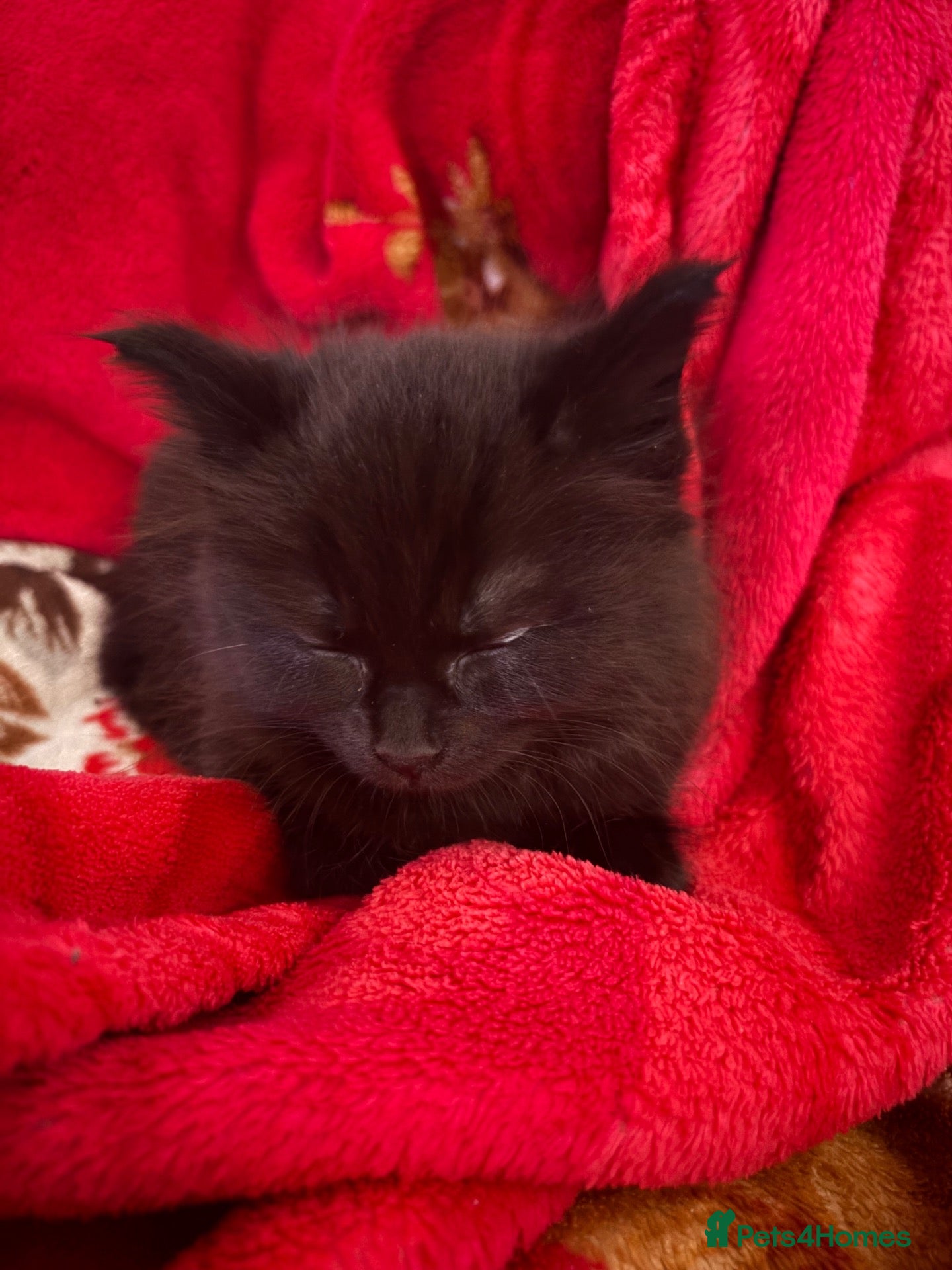 Mixed Breed cats for sale: Lunaa - Advert 13