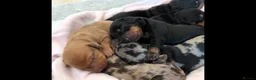 Dachshund dogs for sale: Standard dachshund puppies - Advert 11
