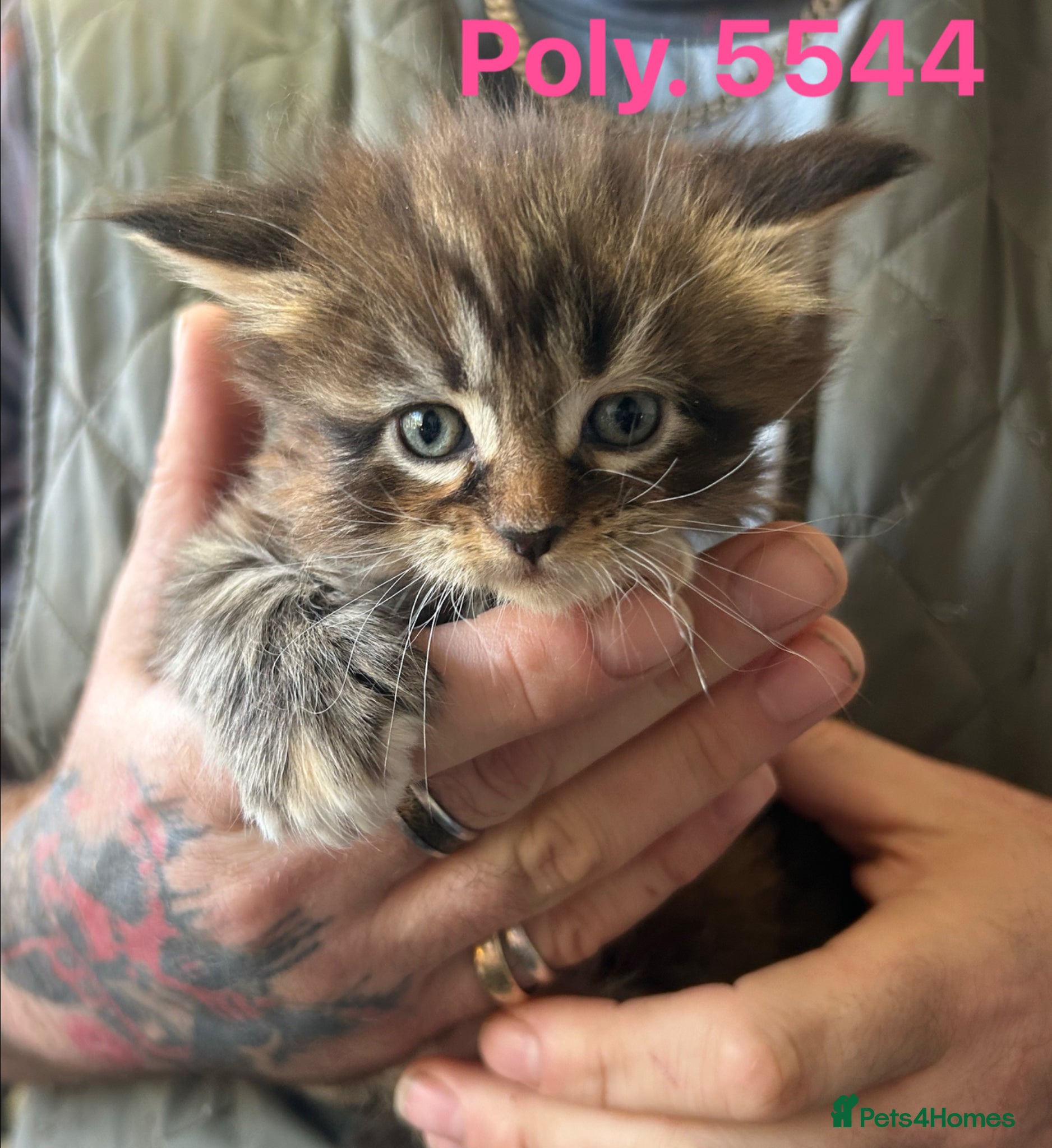 Maine Coon cats TICA Registered Maine Coon Kittens Polydactyl.  - Advert 4