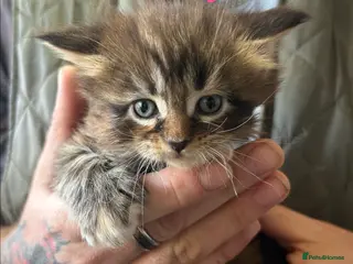 Maine Coon cats TICA Registered Maine Coon Kittens Polydactyl. - Advert 4