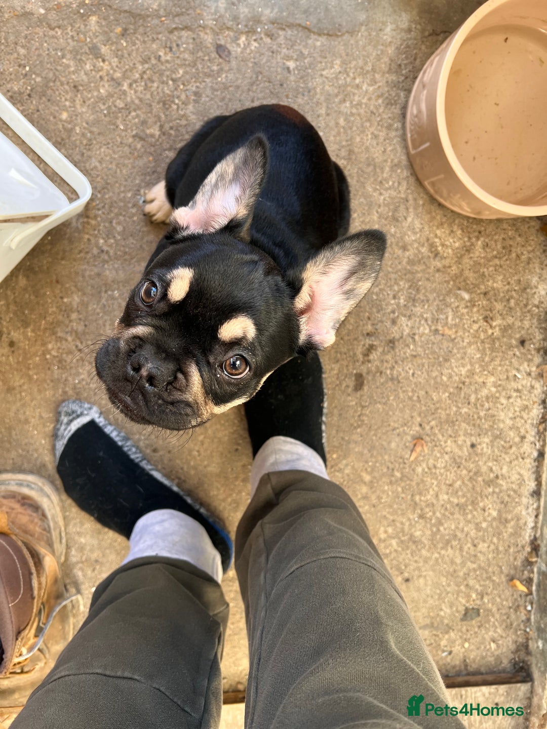 French Bulldog dogs for stud: Chocolate Tan french bulldog Burtie in Sevenoaks - Image 13