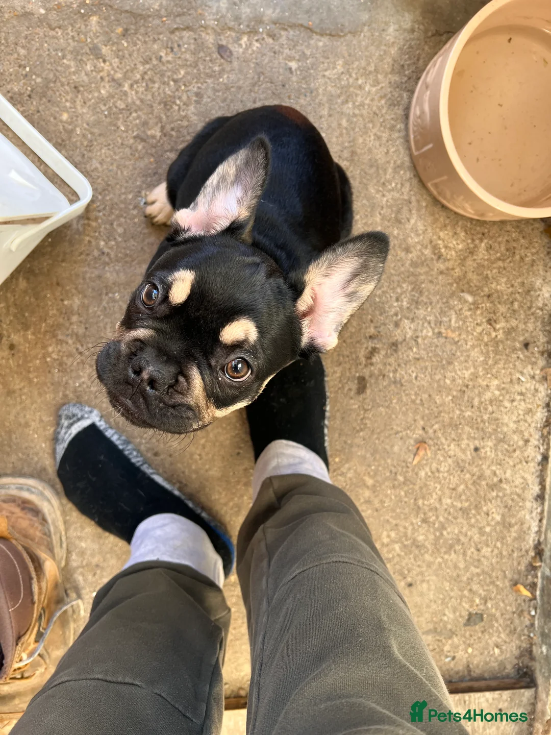 French Bulldog dogs for stud: Chocolate Tan french bulldog Burtie in Sevenoaks - Advert 13