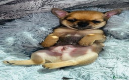 Chihuahua dogs for sale: Pure Breed Chihuahua  - Image 3