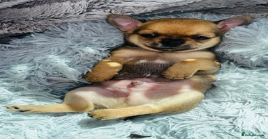 Chihuahua dogs - Advert 2