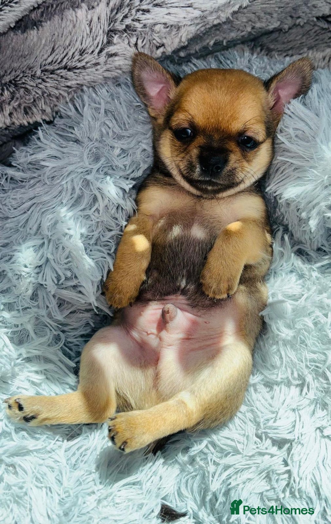 Chihuahua dogs for sale: Pure Breed Chihuahua  - Image 3