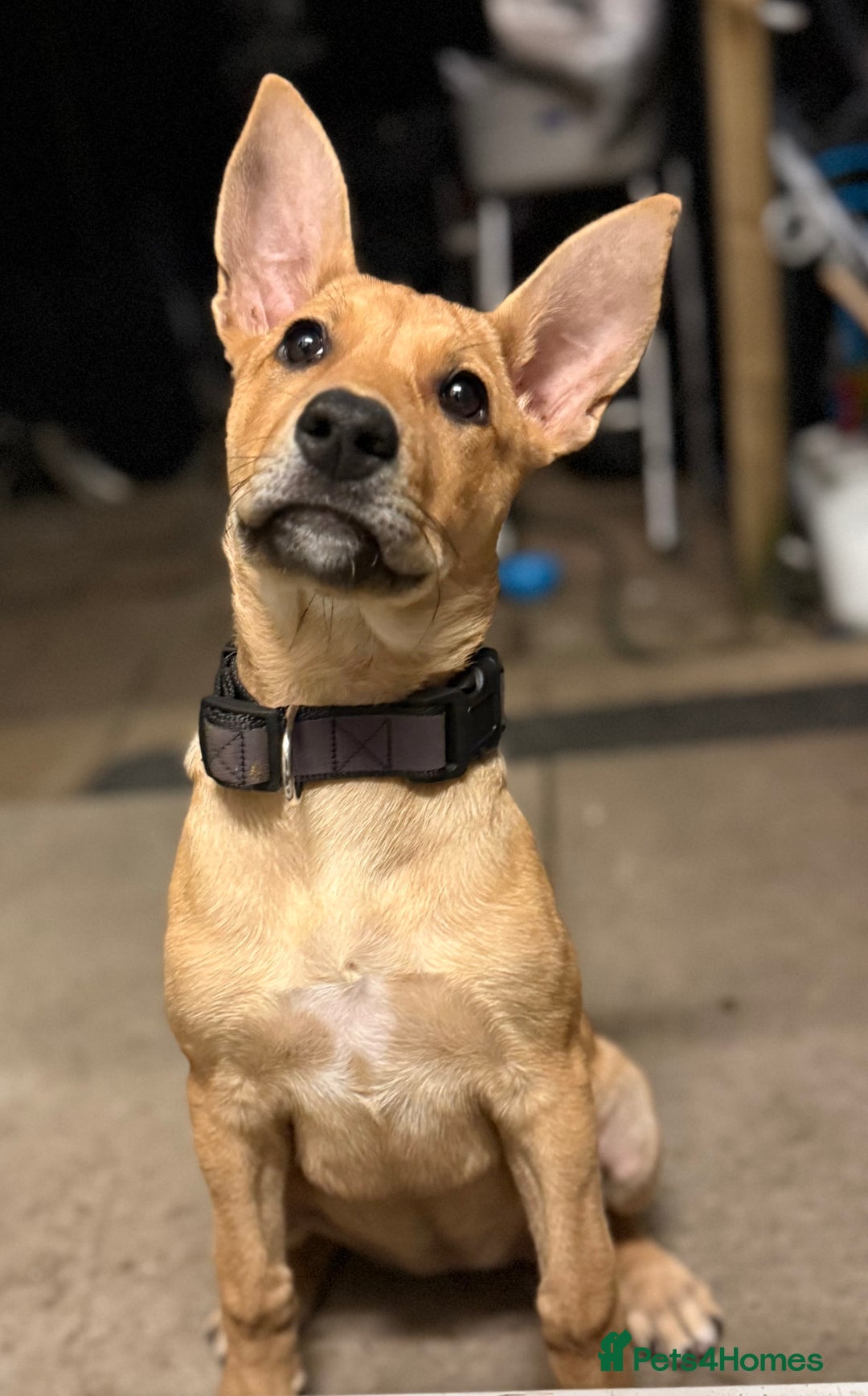 Mixed Breed dogs for sale: Lexi 7 Months old - Advert 2