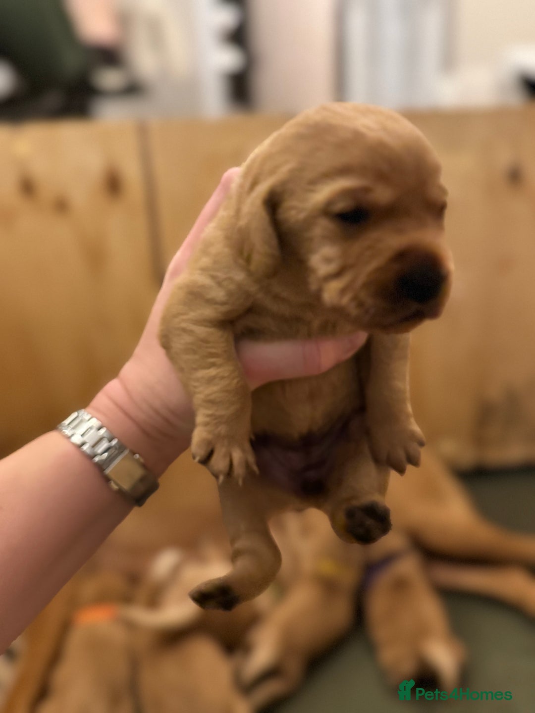 Labrador Retriever dogs for sale: Red Fox Lab Puppies,  - Advert 4