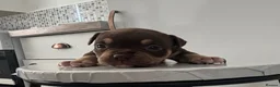 American Bully dogs for sale: Quality Pocket bully pups - Advert 12