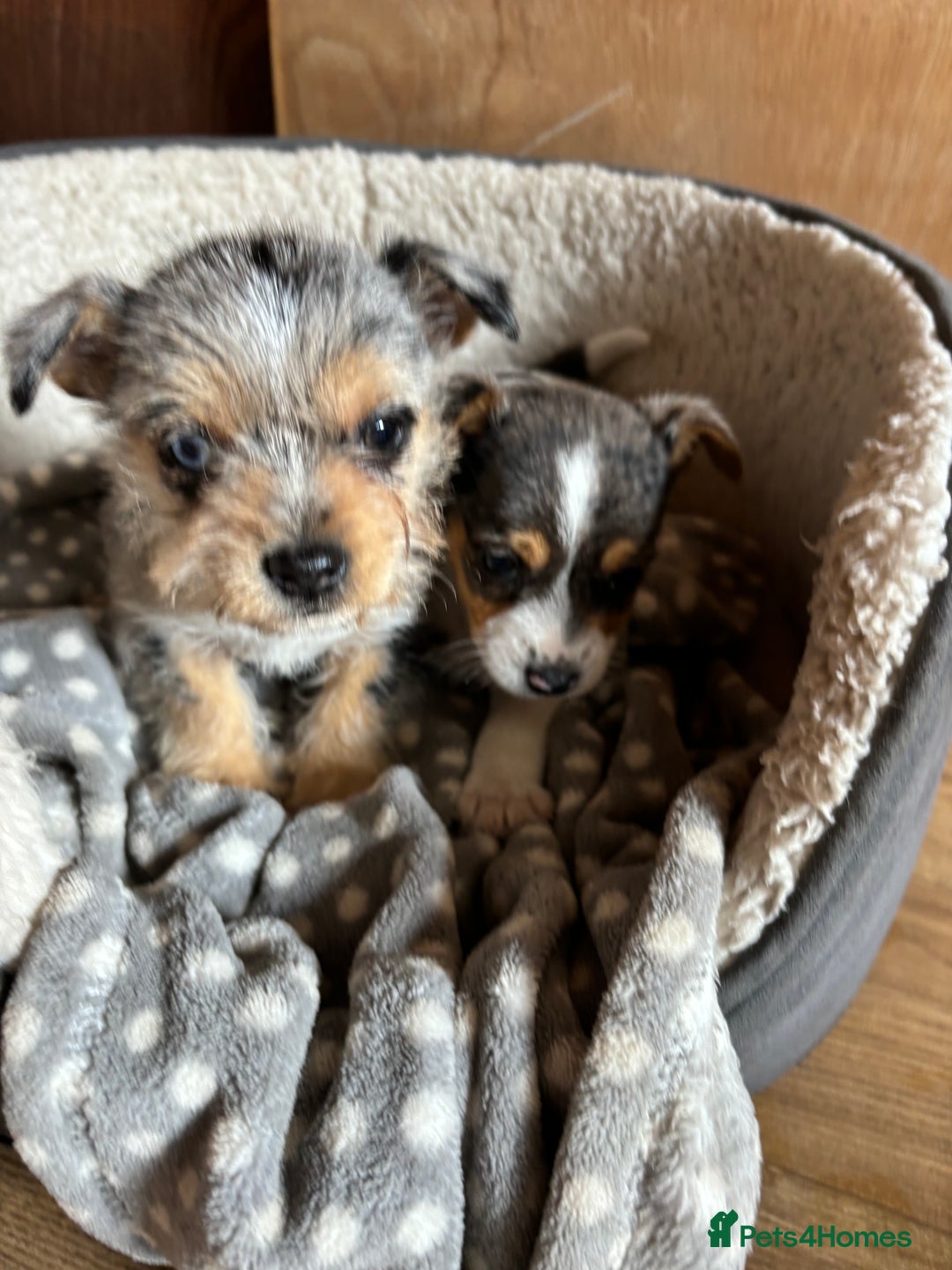 Jack Russell dogs for sale: Jack Russell puppies  - Image 7